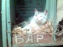 Наталія Куляба-Бугай фотография #24 (источник - https://vk.com/id161529284)