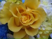 Фотография Никулиной Надежды