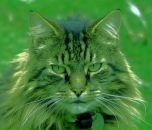 Фотография Пирожинского Евгения