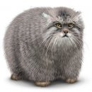 Свин ^_^ фотография #1