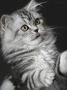 Крістіна Никитюк фотография #49 (источник - https://vk.com/id159868550)
