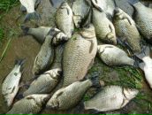 Фотография Смолина Николая