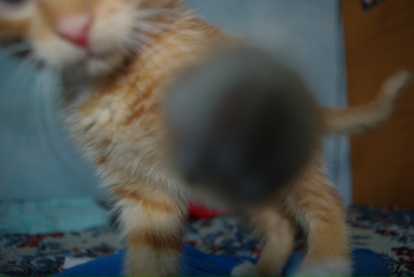 Дмитрий Коваленко фотография #45