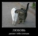 Діна Никифорова фотография #12 (источник - https://vk.com/id69910692)