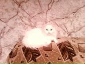 Фотография Тепляковой Елены