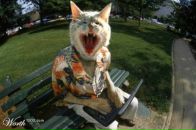 Фотография Super Denis