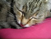 Фотография Steel Antoinette