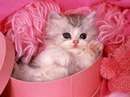 Фотография Владимировны Екатерины