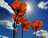 Natulya Indafun фотография #24 (источник - https://vk.com/id27989)