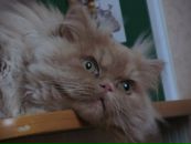 Фотография Юсуповой Гульнары