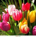 Фотография Гарраповой Чулпан