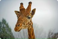 Фотография Дворянкиной Ирины