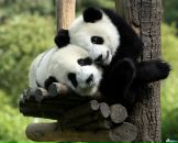 Фотография Никулин Виктор