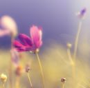 Настюша Федінчик фотография #49 (источник - https://vk.com/id148249538)