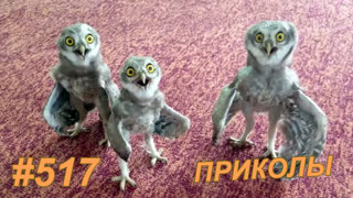 Приколы август 2019 №517