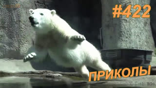 Приколы май 2019 №422