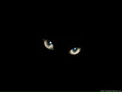 Фотография боброва\/креминской ирины