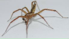 Віка Дубініна фотография #15 (источник - https://vk.com/id6504079)