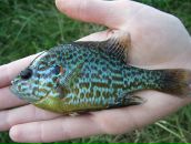 Славік Кухарський фотография #48 (источник - https://vk.com/id83026840)