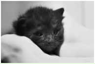 Анна Валігура фотография #1