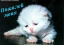 Вован Іванов фотография #23 (источник - https://vk.com/id154075192)