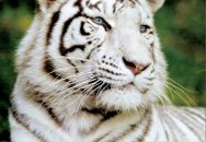 Юленька Шараева фотография #10 (источник - https://vk.com/id5872570)