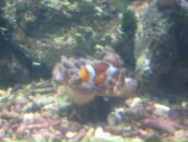 Ірина Сурженко фотография #39 (источник - https://vk.com/id6471667)