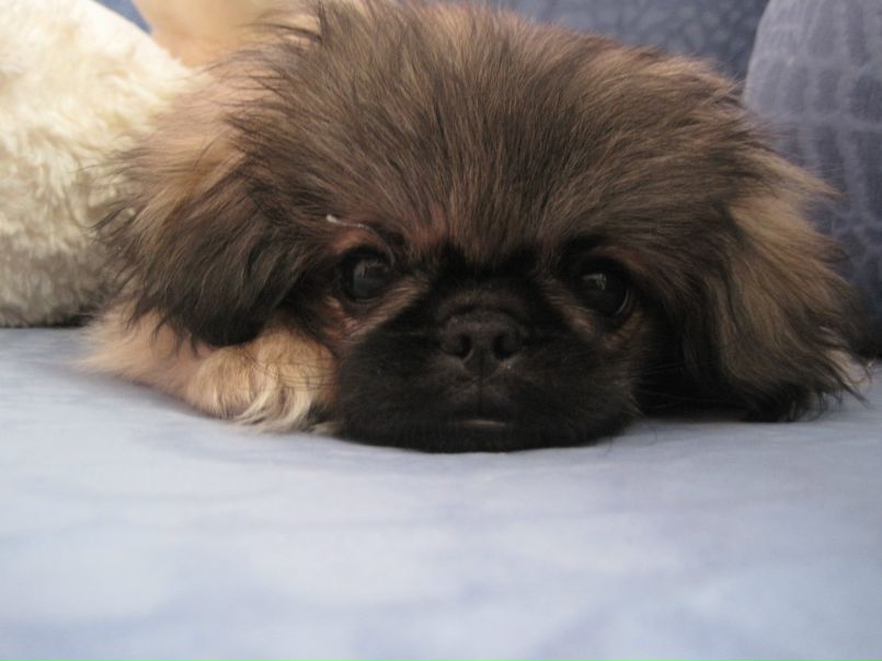 Дашунька *********** фото №1