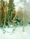 Фотография Стафеевой Ирины
