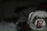 Фотография Печенина Антона