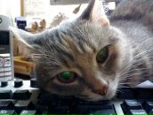 Фотография Сересова Дениса