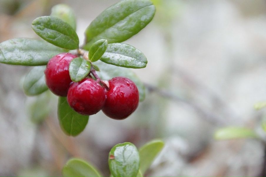 Дмитрий Кушкин фото №12