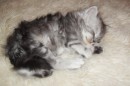 Кот Салтыков фотография #8 (источник - https://vk.com/id82408447)