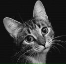 Фотография Серых Светланы