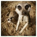 Фотография Суворова Ивана