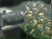 Фотография Земцовского Григория