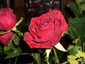 Фотография Жаровой Анны