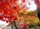 Акико ++++ фотография #32 (источник - https://vk.com/id81578312)
