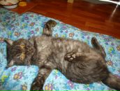 Фотография Манжуры Елены