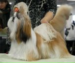 Фотография Новиковой Светланы